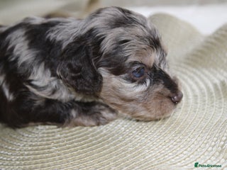 Cavapoo dogs Iconic cavapoo litter health tested parentage - Advert 15