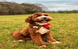 Australian Labradoodle dogs for sale: Pure Multigen Australian Labradoodle Puppies - Image 35