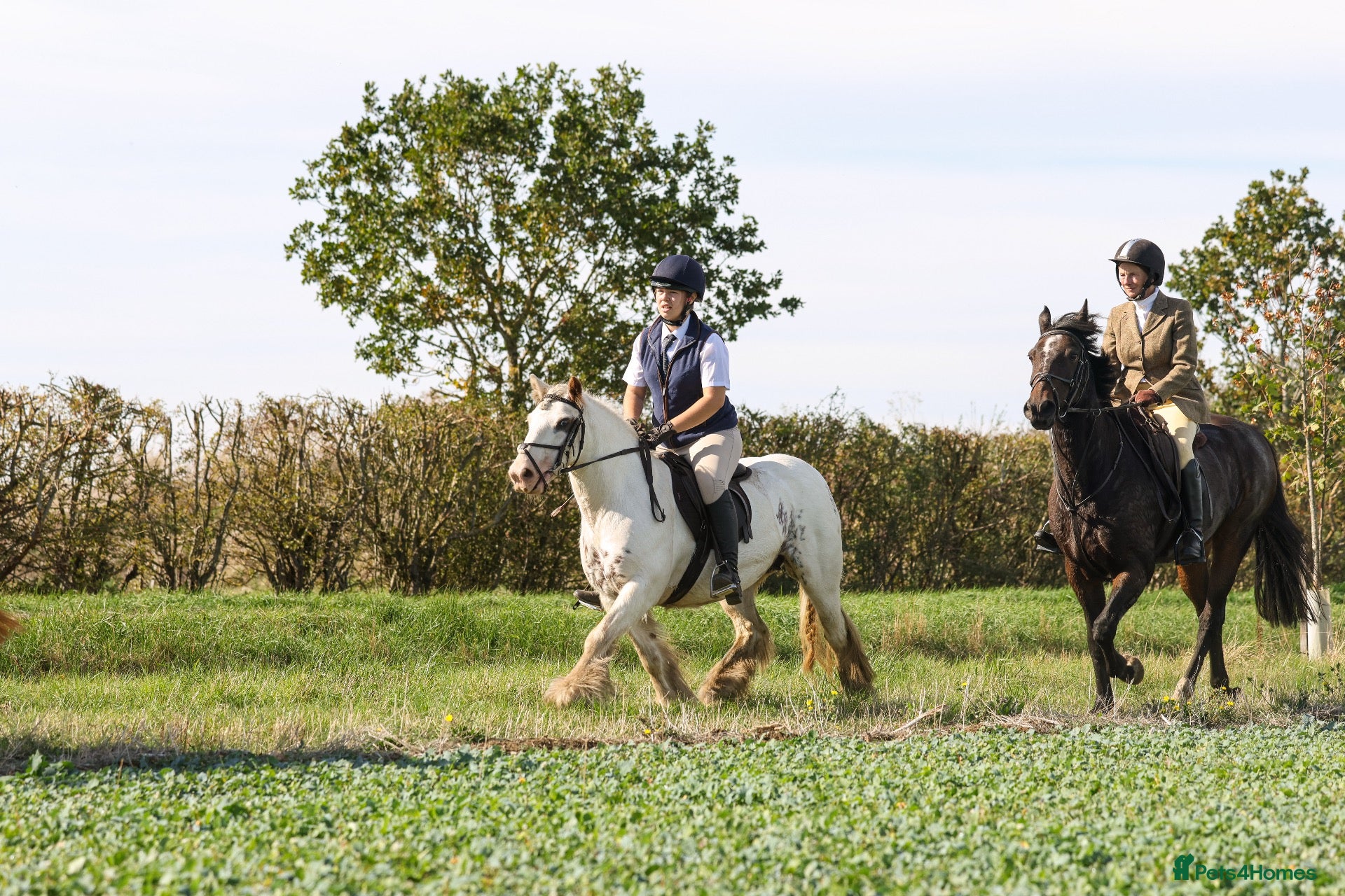 Irish Cob horses Big Betty - Advert 1