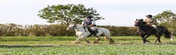 Irish Cob horses for sale: Big Betty in Huntingdon - Advert 1