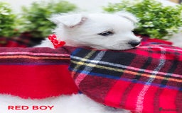 West Highland Terrier dogs for sale: Beautiful Westhighland Terrier Puppies  - Image 2
