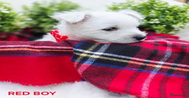 West Highland Terrier dogs - Advert 3
