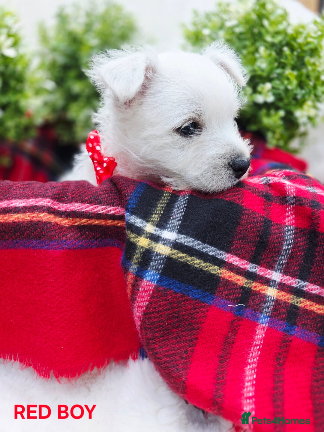West Highland Terrier dogs for sale: Beautiful Westhighland Terrier Puppies  - Image 2