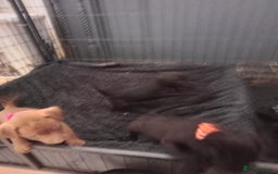 Patterdale Terrier dogs for sale: Patterdale pups for sale ready now - Image 11