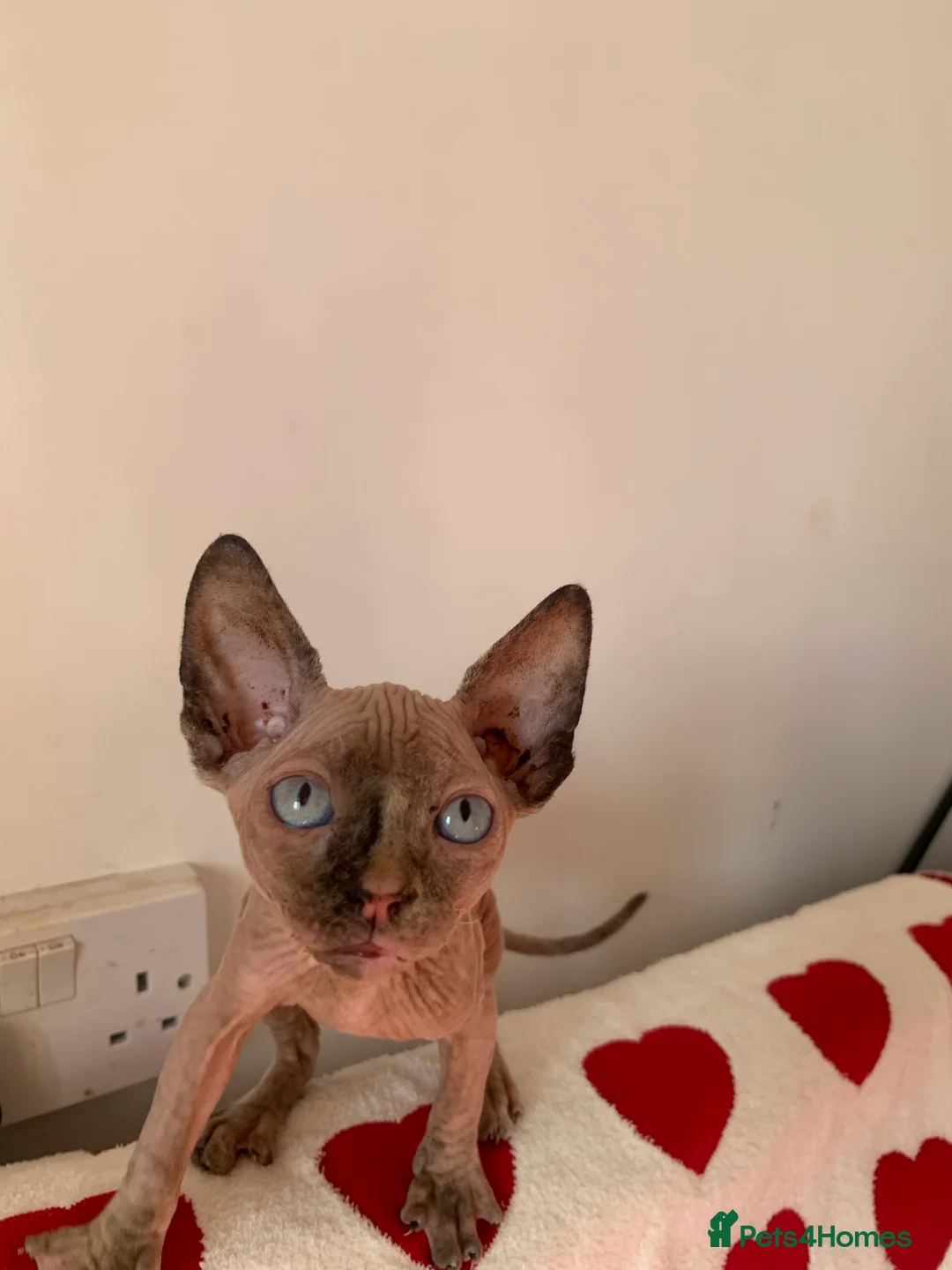 Sphynx cats for sale:  ** s sphynx babies - Advert 11