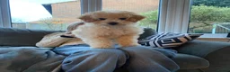 Toy Poodle dogs for sale: Toy poodle - male - 5 months - Advert 4