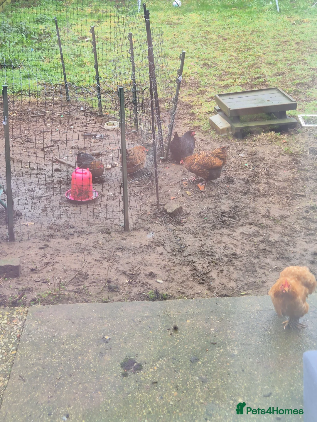 Chickens poultry for sale: 5 x pekins hens and omelet hutch  - Advert 2
