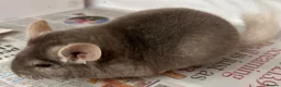 Chinchilla rodents for sale: Bertie, beautiful Beige boy - Advert 2