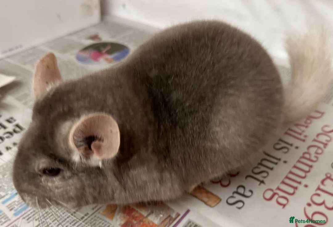 Chinchilla rodents for sale: Bertie, beautiful Beige boy - Advert 2