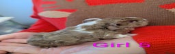 Guinea Pig rodents for sale: Guinea pigs babies & adults. Lunkarya cross breed - Advert 10