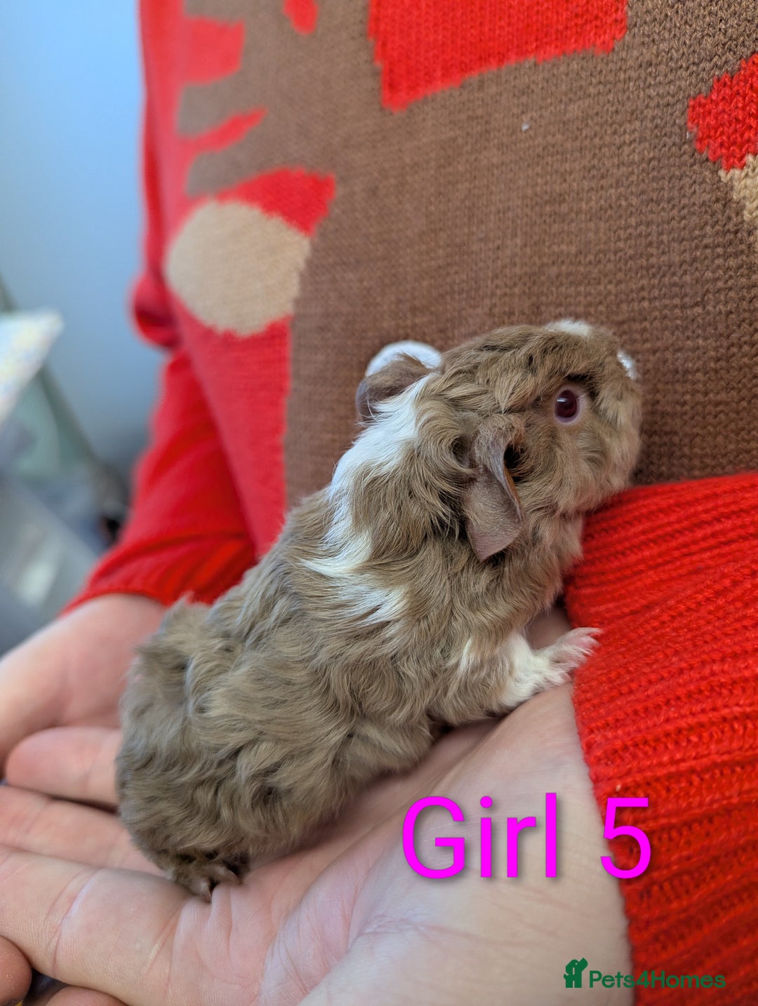 Guinea Pig rodents for sale: Guinea pigs babies & adults. Lunkarya cross breed - Advert 10
