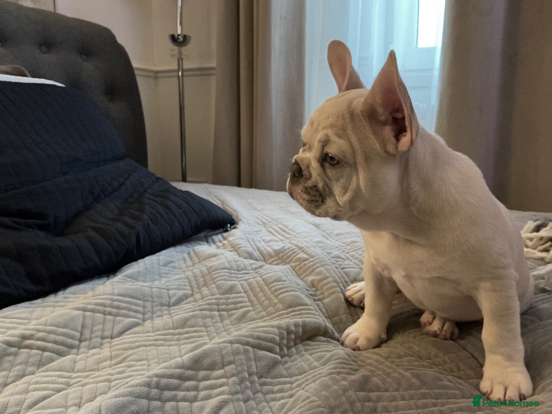 French Bulldog dogs French bulldog puppies are ready for a new home  - Advert 2