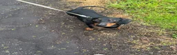 Jackshund dogs for sale: JACKSHUND PUPS  - Advert 10