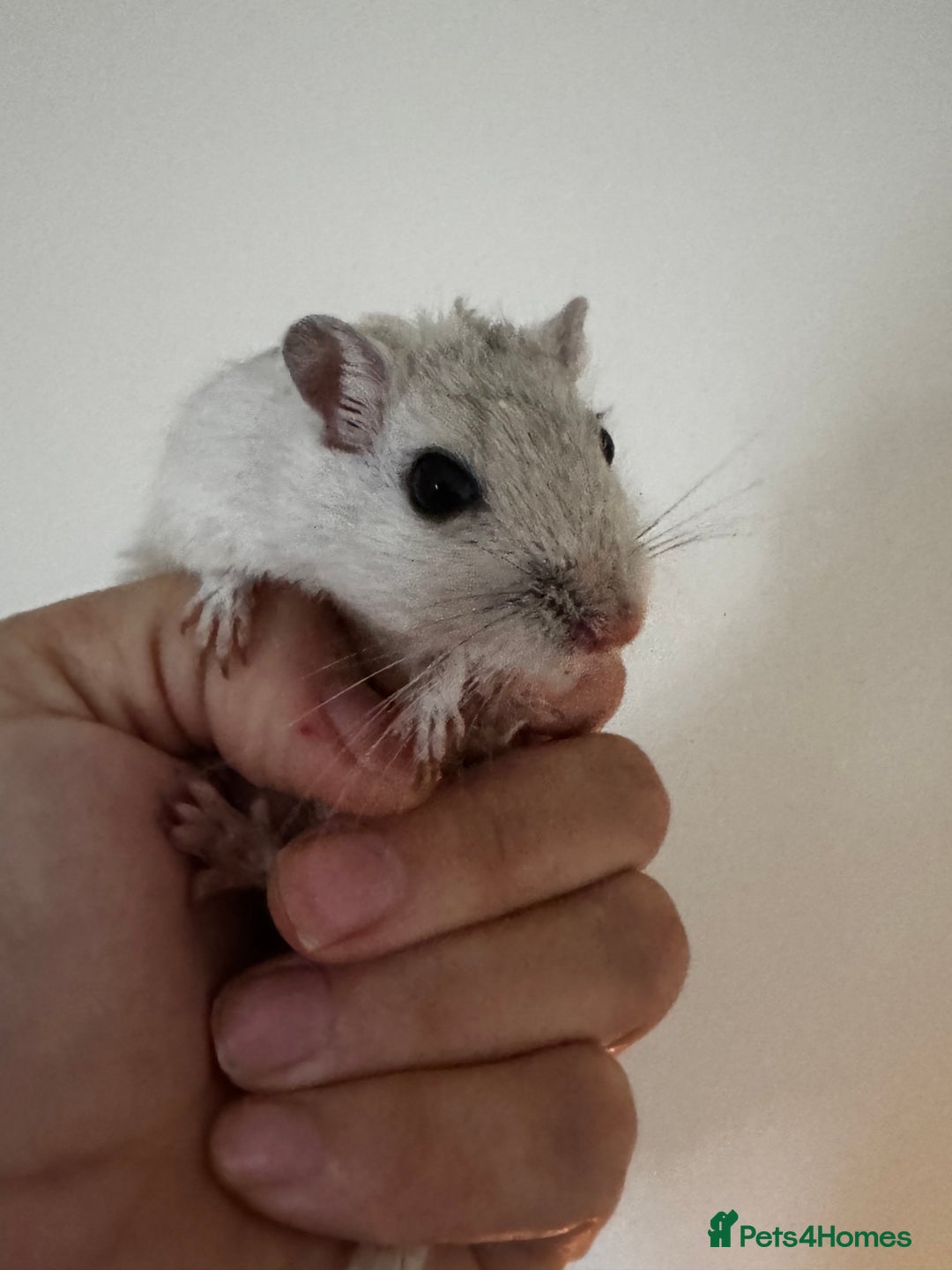 Gerbil rodents for sale: PAIR OF MALE GERBILS - 6mo tame 1 brown 1 white  - Image 4