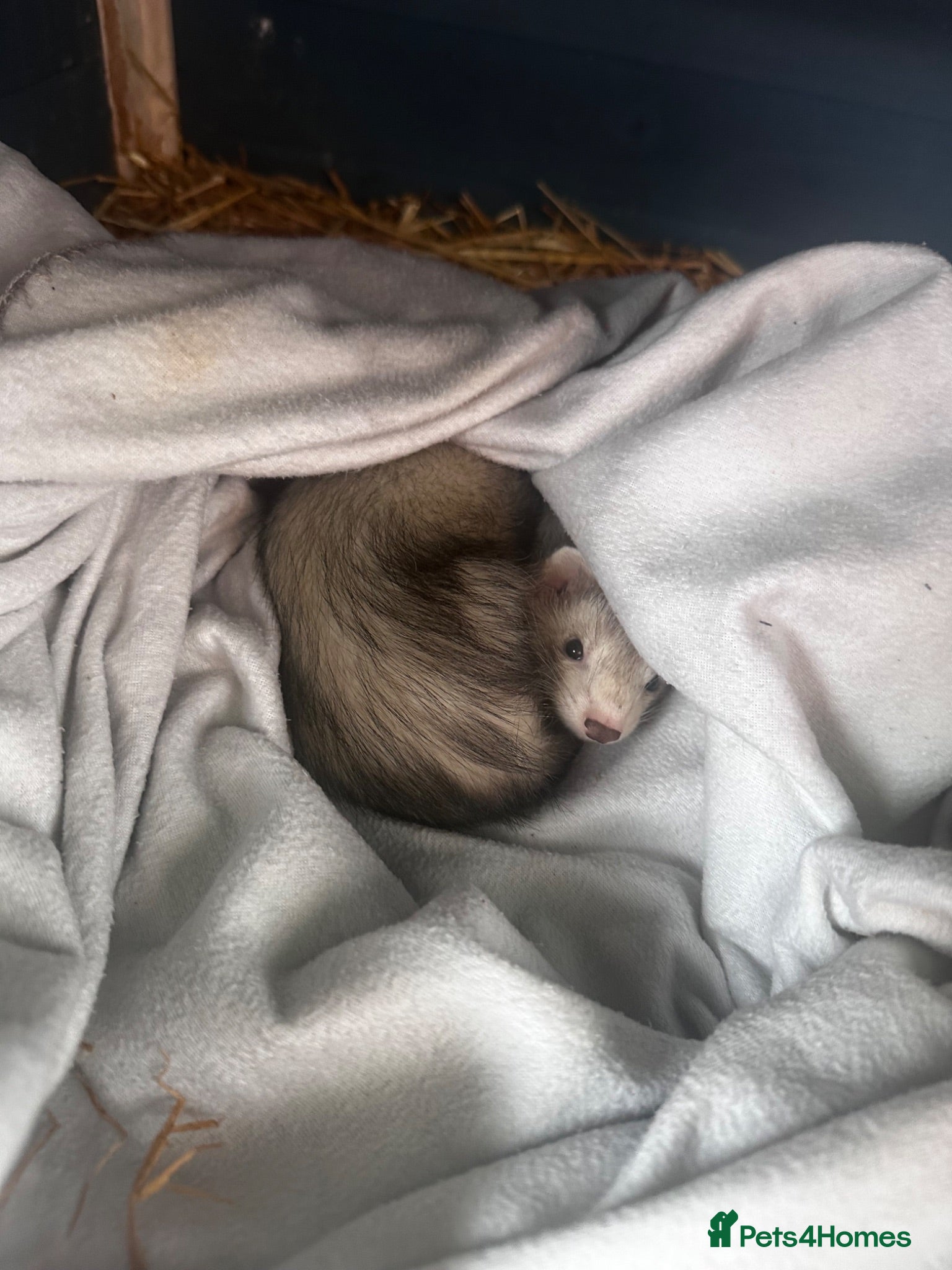 Ferret rodents Female ferret kit - Advert 17