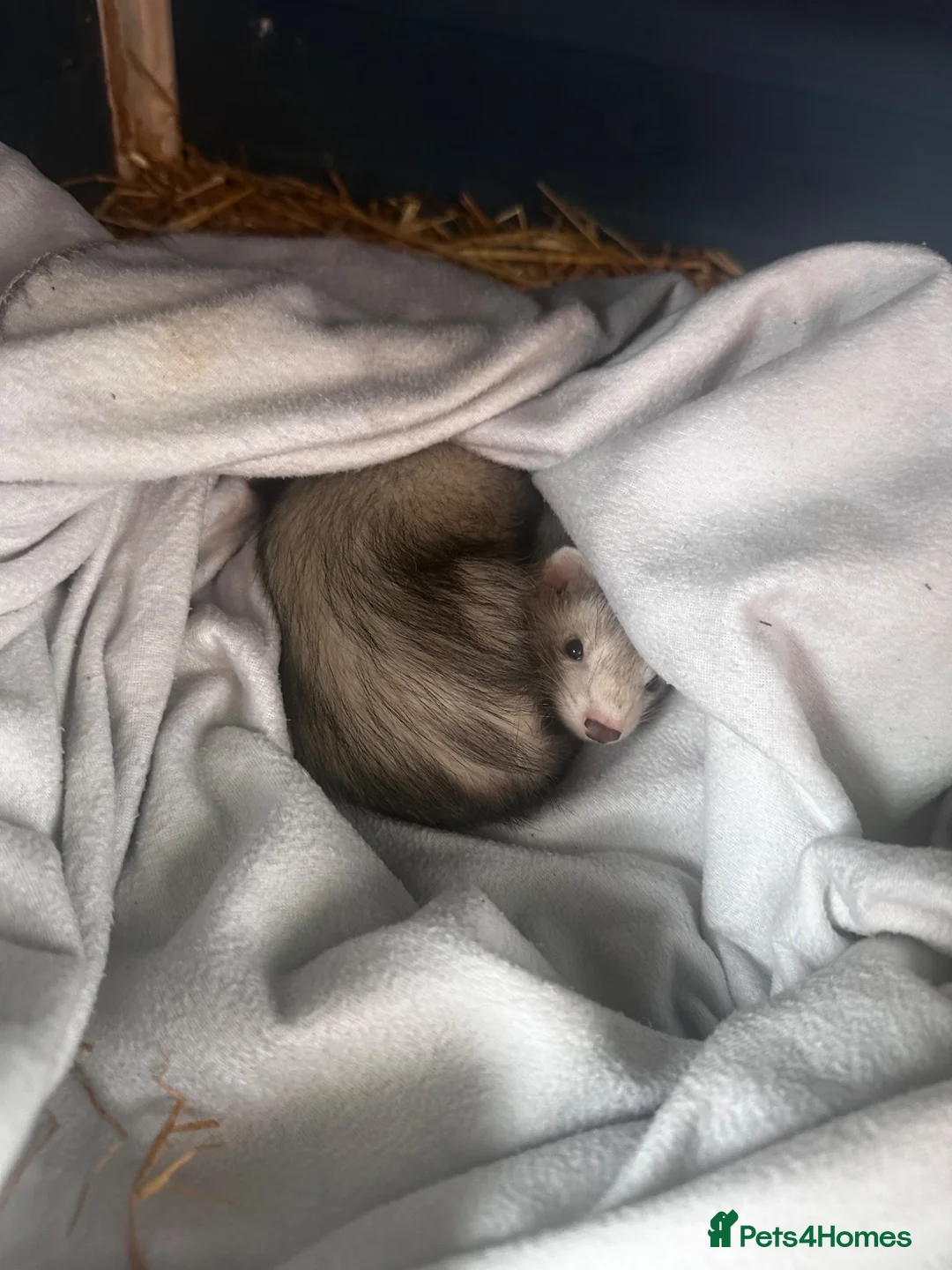 Ferret rodents for sale: Female ferret kit - Advert 1