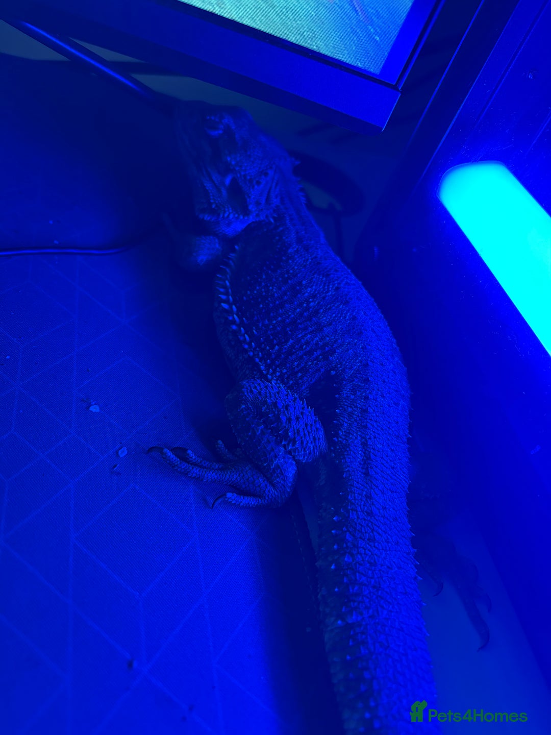 Bearded Dragon reptiles for sale: Male Bearded Dragon+ setup - Image 1