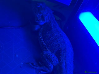 Bearded Dragon reptiles - Advert 14