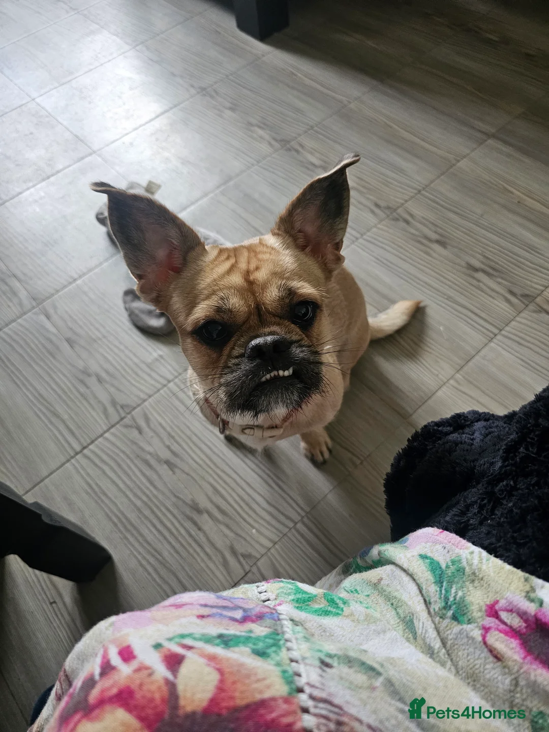 Mixed Breed dogs for sale: Frenchie x shihtzu in Wigan - Advert 3