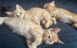 Ragdoll cats for sale: Ragdoll cross kittens - Image 7