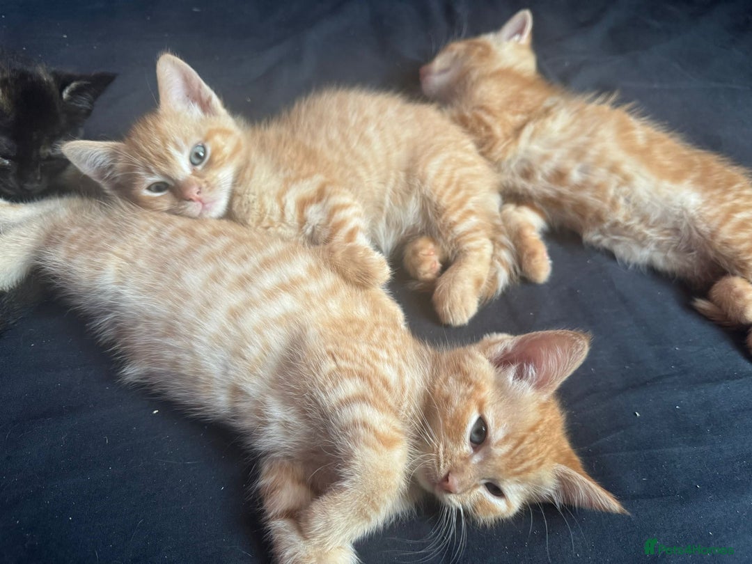Ragdoll cats for sale: Ragdoll cross kittens - Image 7