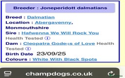 Dalmatian dogs for sale: Stunning Dalmatian puppies KC reg show winners - Image 16