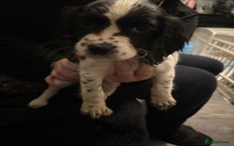 Cocker Spaniel dogs for sale: REDUCED & READY NOW 2 girl COCKERS - Advert 15