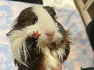 Guinea Pig rodents Pure bred sheltie Guinea pigs - Advert 3