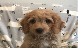 Cockapoo dogs for sale: 🐩🐶STUNNING F1 COCKAPOO PUPPIES🐶🐩 - Image 5