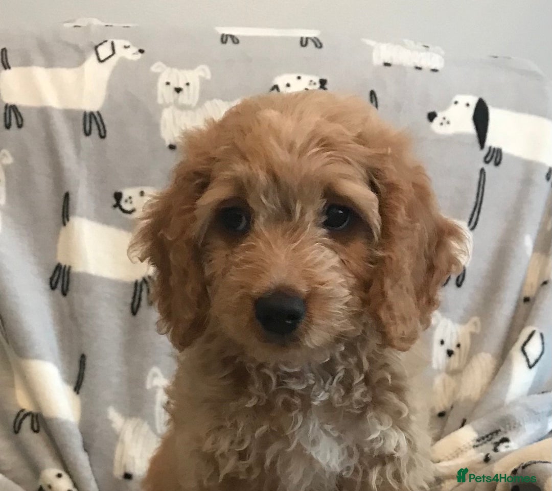 Cockapoo dogs for sale: 🐩🐶STUNNING F1 COCKAPOO PUPPIES🐶🐩 - Image 5