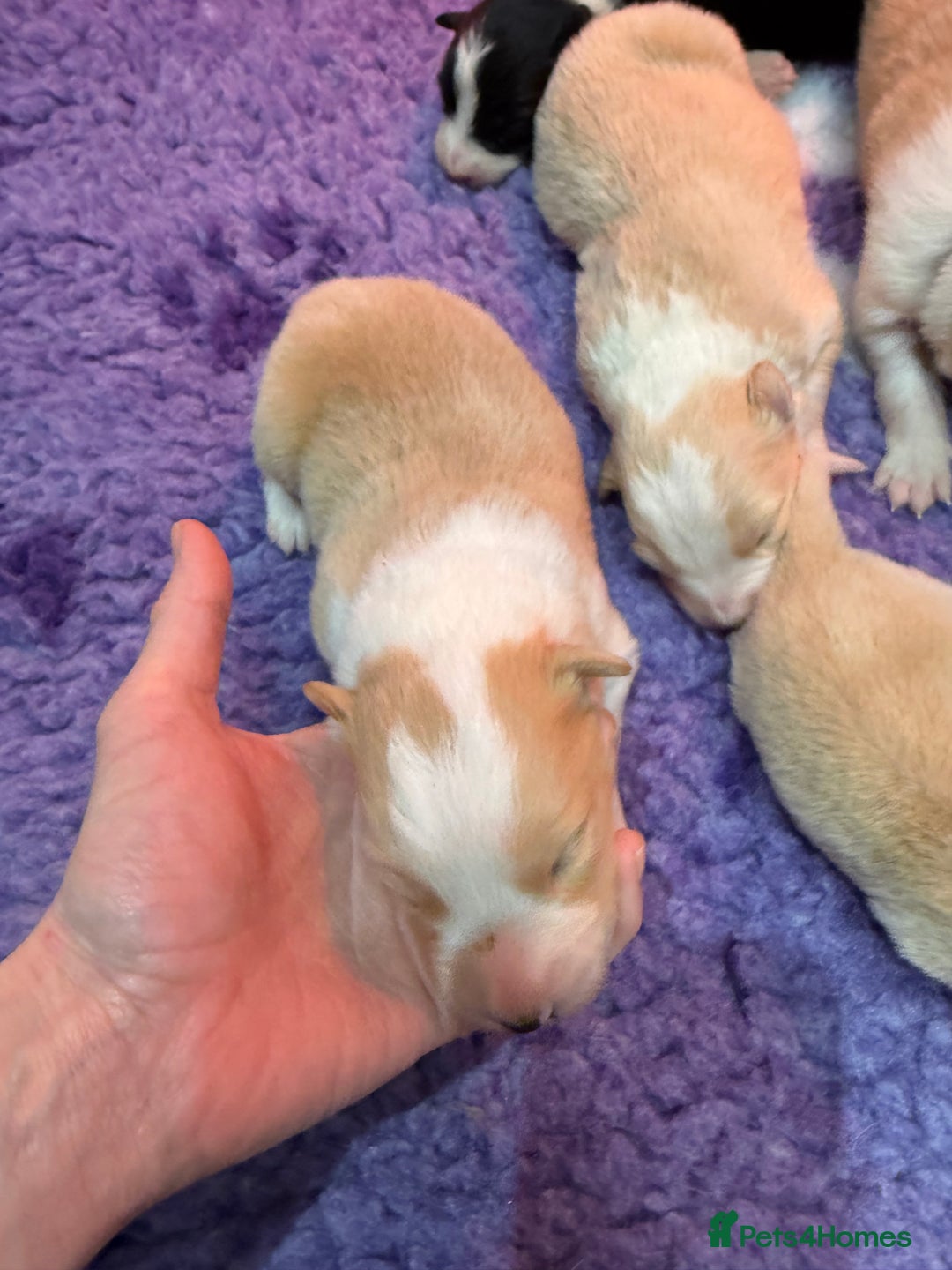 Border Collie dogs for sale: Stunning Traditional Show Line Health Tested Pups - Advert 12