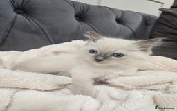 Ragdoll cats for sale: 7 beautiful blue mitted ragdoll kittens - Image 3