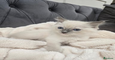 Ragdoll cats - Advert 10