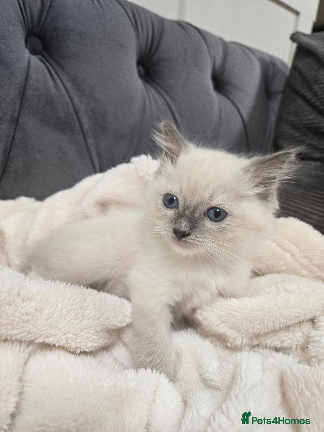 Ragdoll cats for sale: 7 beautiful blue mitted ragdoll kittens - Image 3