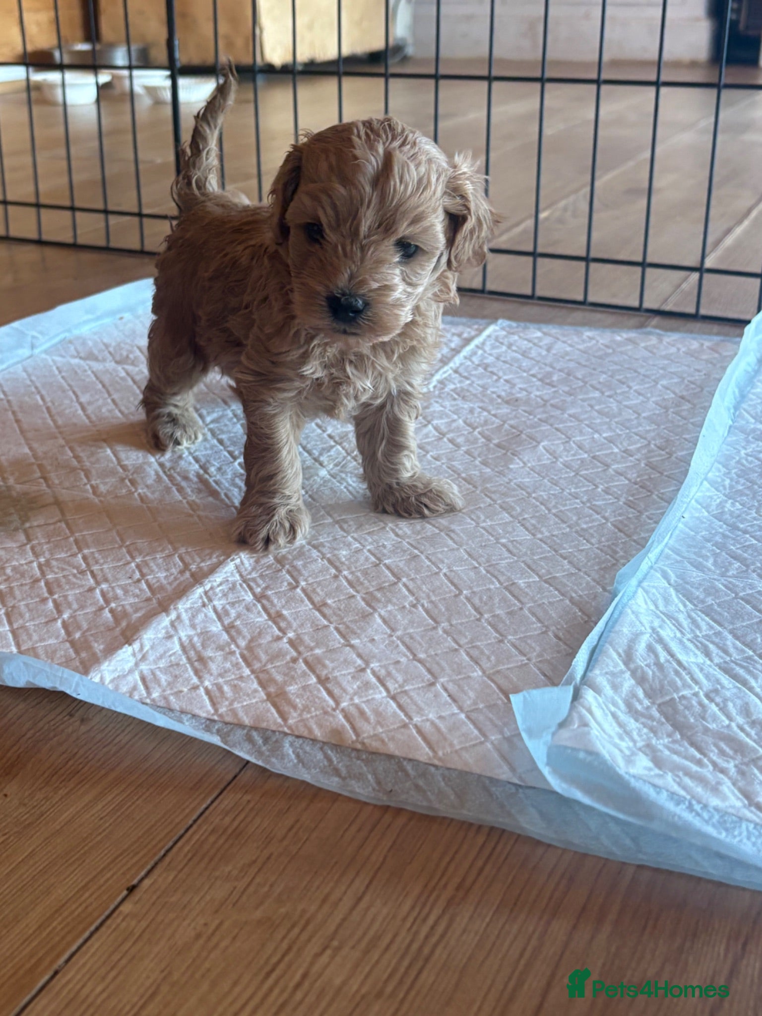 Shihpoo dogs Shihpoo / Shoodle puppies for sale  - Advert 1