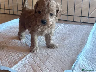 Shihpoo dogs Shihpoo / Shoodle puppies for sale - Advert 3