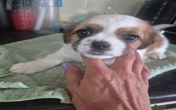 Mixed Breed dogs for sale: Cavachon's  - Image 3