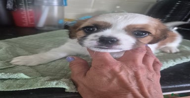Mixed Breed dogs - Advert 11