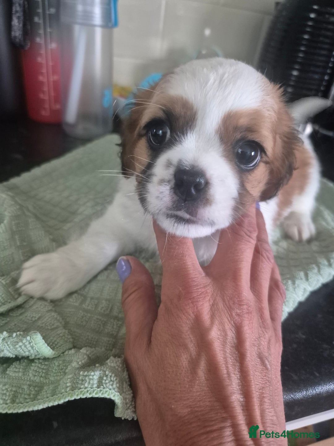 Mixed Breed dogs for sale: Cavachon's  - Image 3
