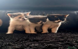 Mixed Breed cats for sale: Beautiful fluffy kittens for sale - Image 3
