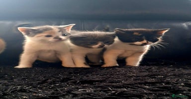 Mixed Breed cats - Advert 8
