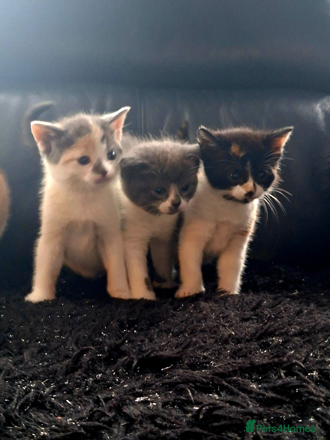 Mixed Breed cats for sale: Beautiful fluffy kittens for sale - Image 3