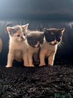 Mixed Breed cats - Advert 8
