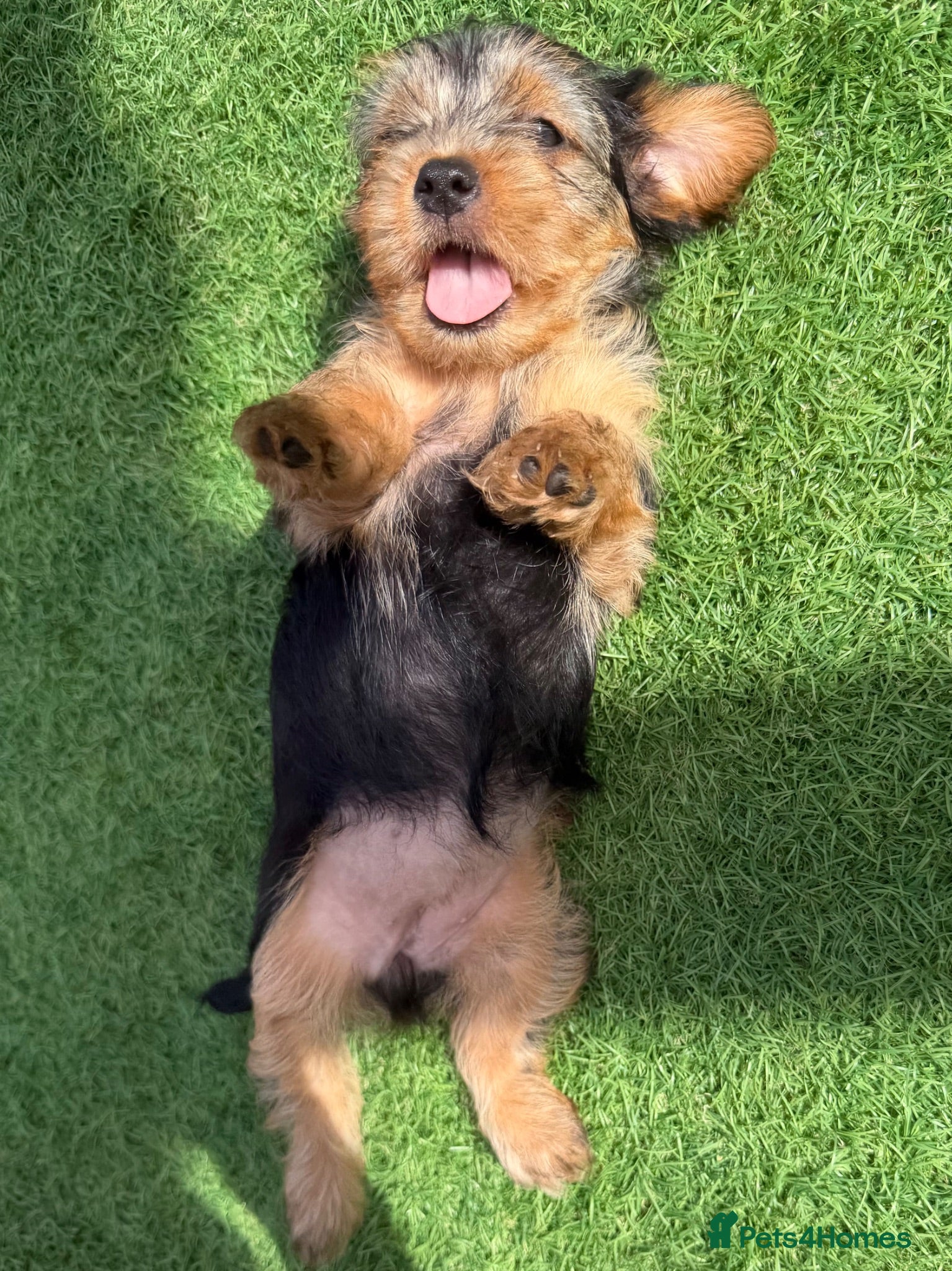 Yorkshire Terrier dogs Yorkshire Terrier  - Advert 2