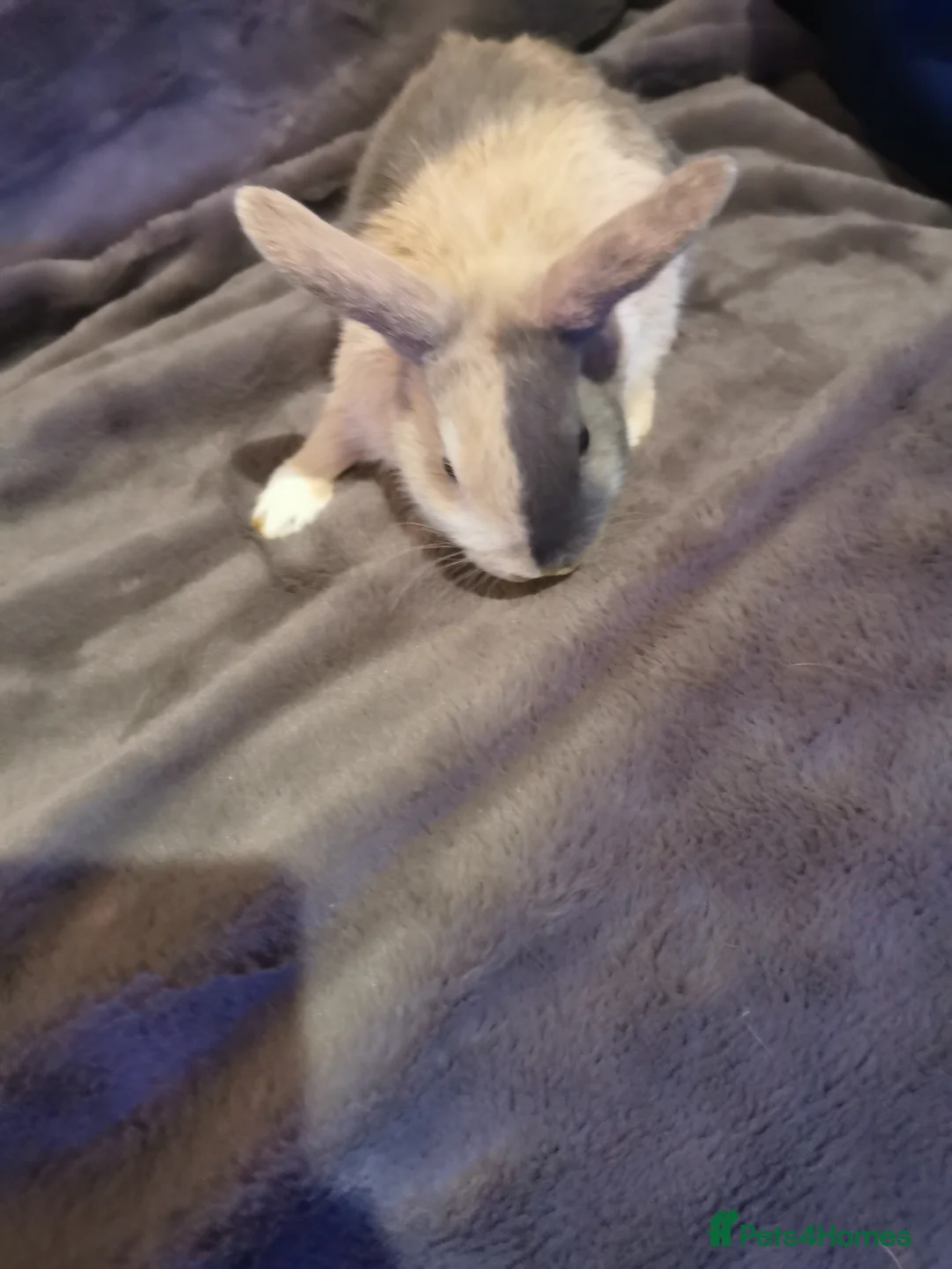 Mini Lop rabbits for sale: Beautiful Mini lop baby Rabbits  - Advert 2