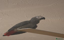 Parrots birds for sale: African grey  - Image 1