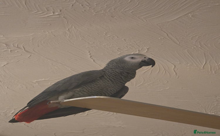 Parrots birds - Advert 2
