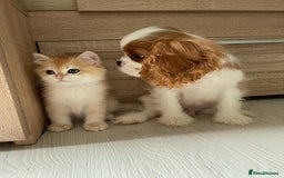 Cavalier King Charles Spaniel dogs for sale: Our Babies King Charles Puppies Ready❤️ - Image 4