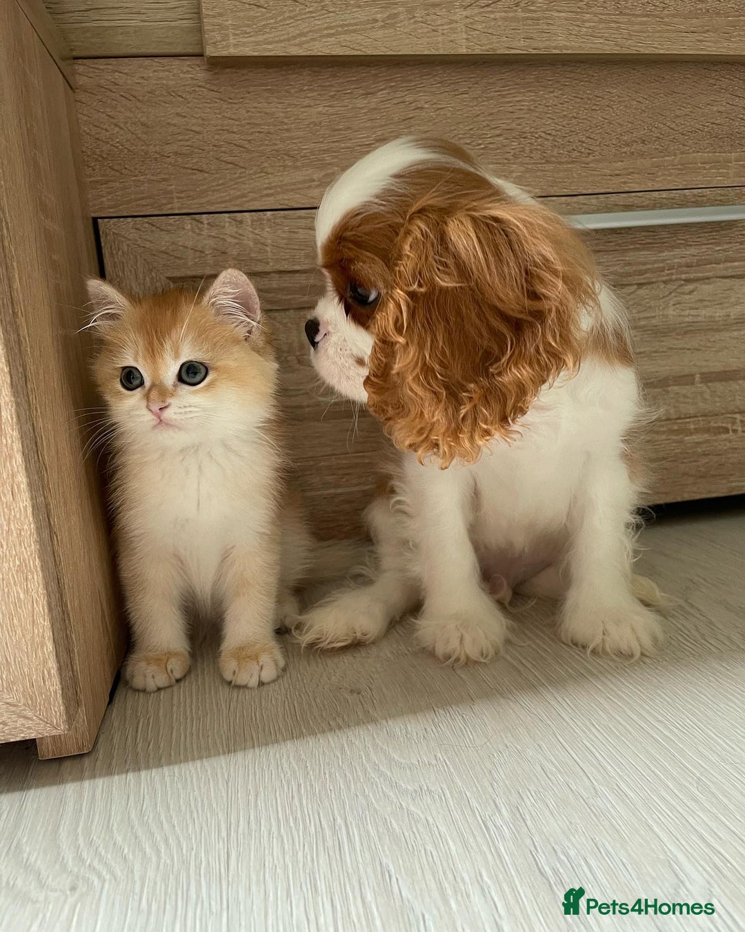 Cavalier King Charles Spaniel dogs for sale: Our Babies King Charles Puppies Ready❤️ - Image 4