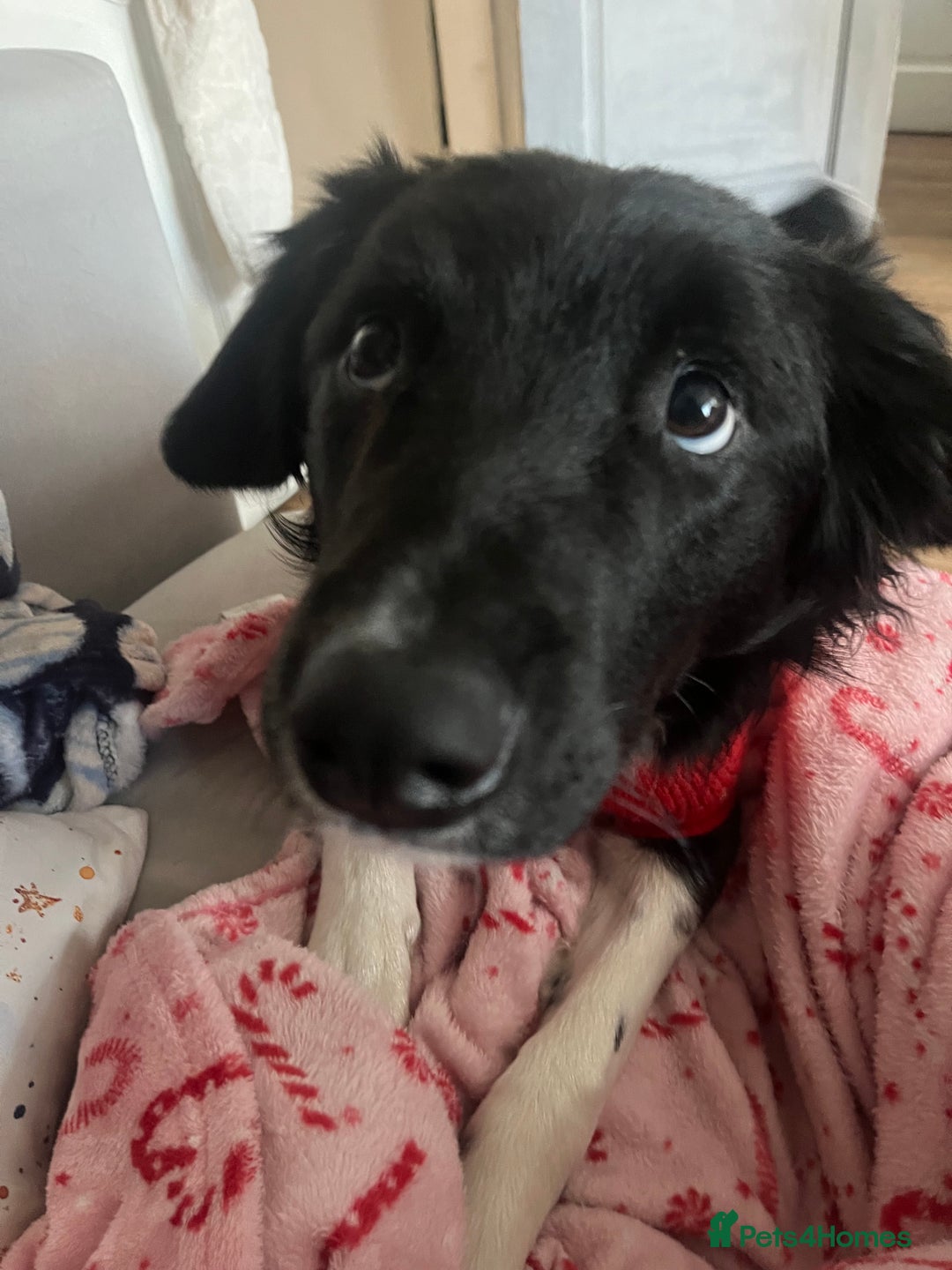 Border Collie dogs for sale: Glyn 8 months old border collie puppy  - Advert 4